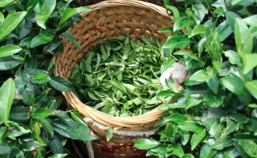陕西茶叶及茶制品检测,茶叶及茶制品检测费用,茶叶及茶制品检测机构,茶叶及茶制品检测项目